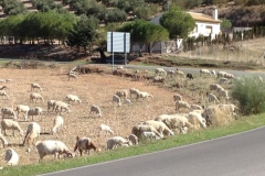 2779 8-11 cattle