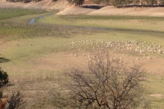2804 8-11 sheep view