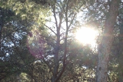 2827 8-11 tree