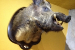 2867 8-11 boar's head