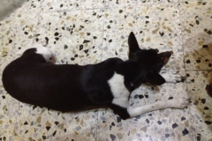 2874 8-11 dog