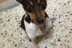 2875 8-11 dog