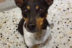 2876 8-11 dog