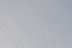2879 9-11 birds