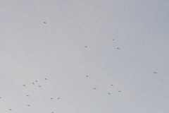 2880 9-11 birds