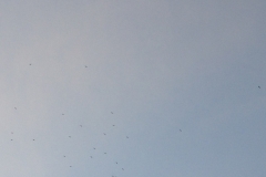 2881 9-11 birds