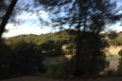 2895 9-11 trees