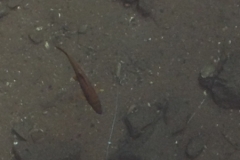 2935 9-11 fish