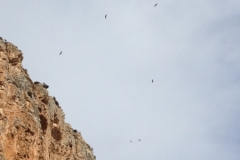2938 9-11 cliffs and birds