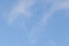 3010 10 -11 birds