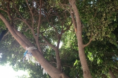 3034 10 -11 tree