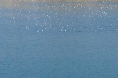 3238 17-11 birds on lake