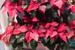 3445 21-11 Poinsettias