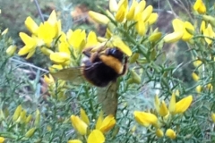 3577 24-11 bee on broom
