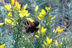 3579 24-11 bee on broom