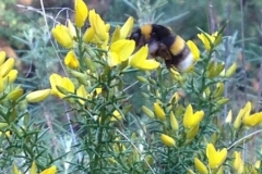 3580 24-11 bee on broom