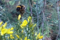 3581 24-11 bee on broom