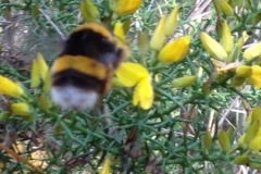3582 24-11 bee on broom