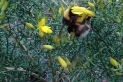 3584 24-11 bee on broom