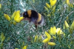 3585 24-11 bee on broom