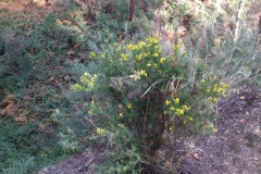 3586 24-11 broom