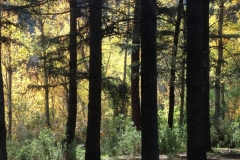 3588 24-11 trees