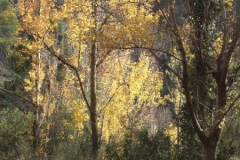 3594 24-11 trees