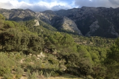 3597 24-11 trees