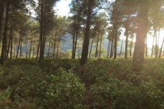 3607 24-11 trees