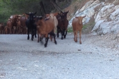 3628 24-11 goats