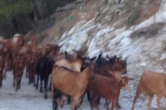 3629 24-11 goats