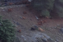 3633 24-11 goats