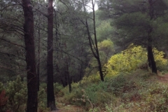 3678 27-11 trees