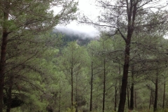 3679 27-11 trees