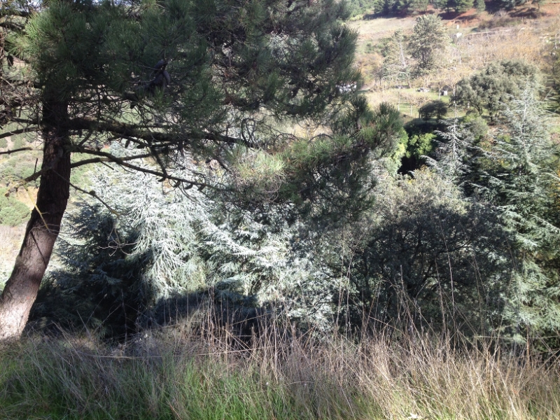 3700 28-11 trees