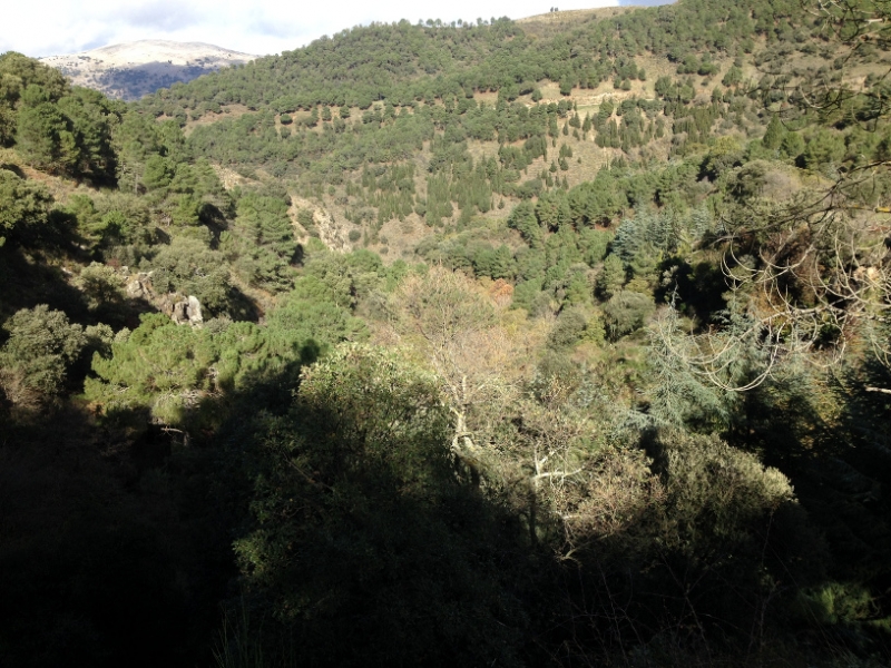 3701 28-11 trees