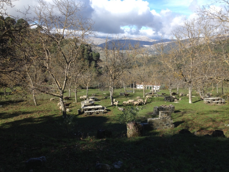 3702 28-11 picnic sheep