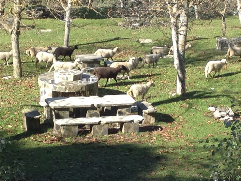 3703 28-11 picnic sheep