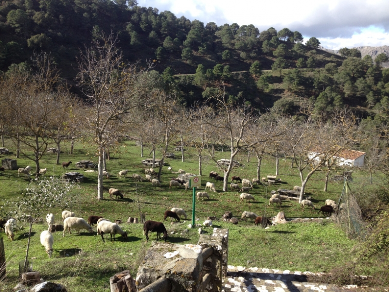 3704 28-11 picnic sheep