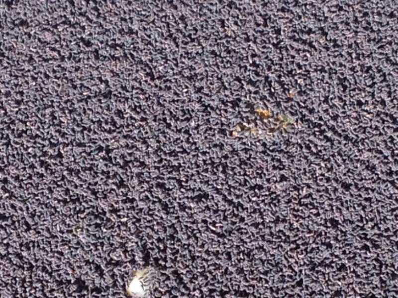 3718 28-11 fly larvae