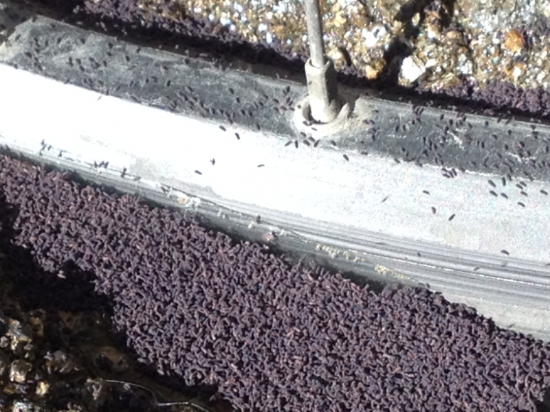 3719 28-11 fly larvae