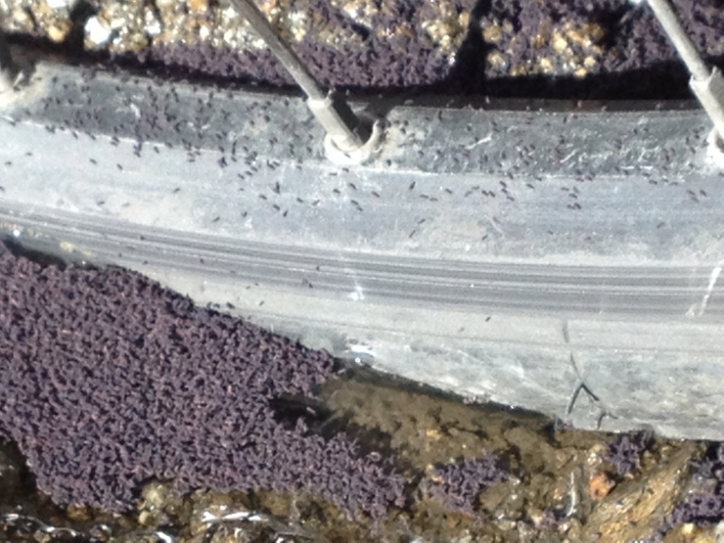 3720 28-11 fly larvae
