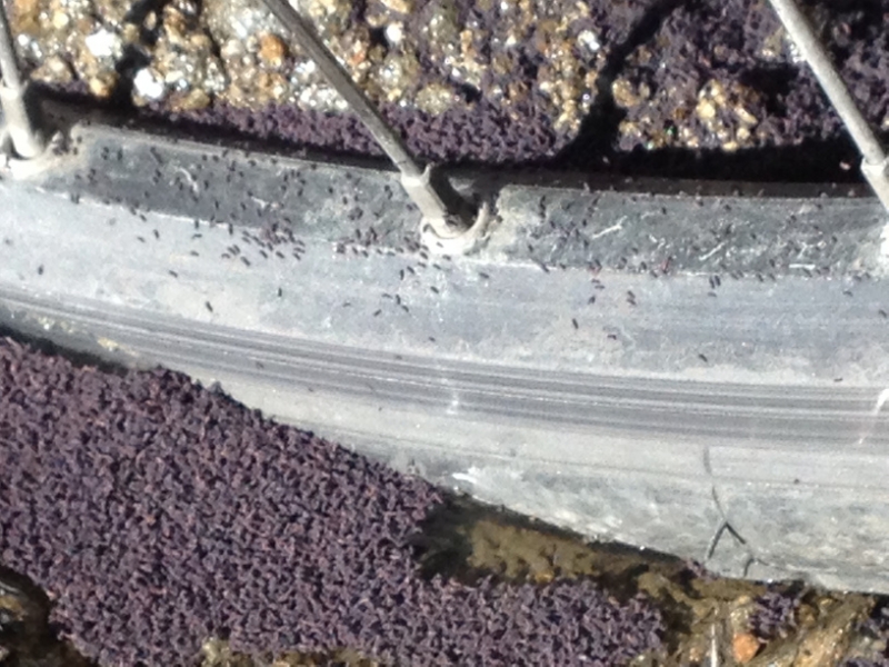 3721 28-11 fly larvae