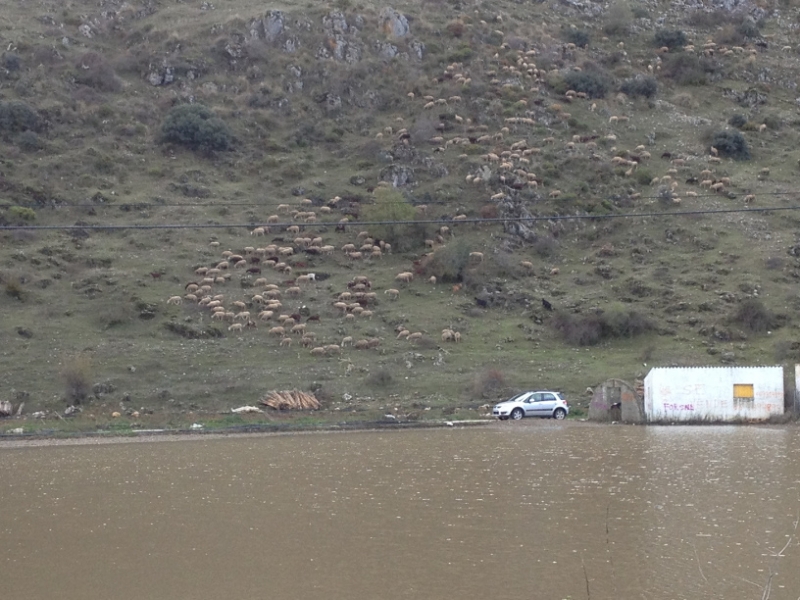 3728 28-11 Sheep & muddy water