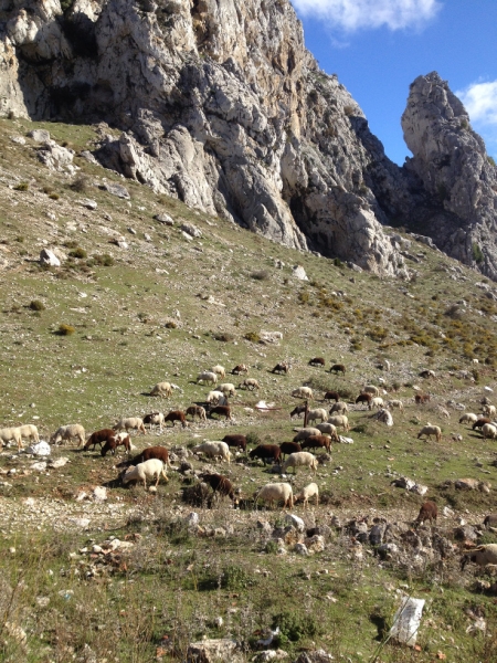 3738 28-11 sheep view