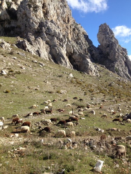 3739 28-11 sheep view