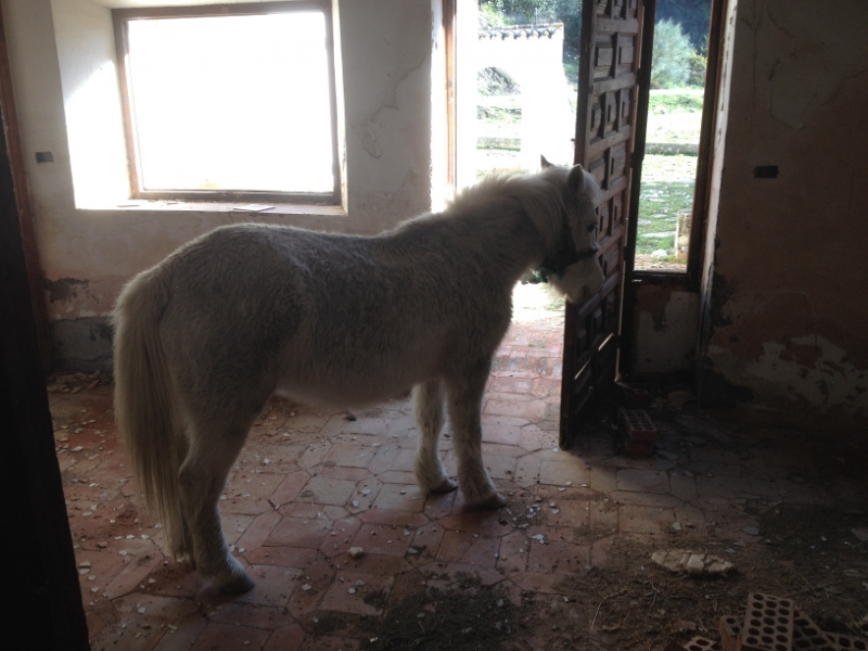 3765 28-11 horse & house