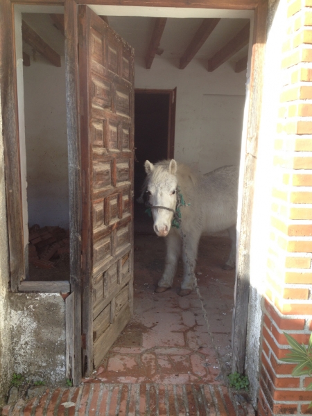 3767 28-11 horse & house