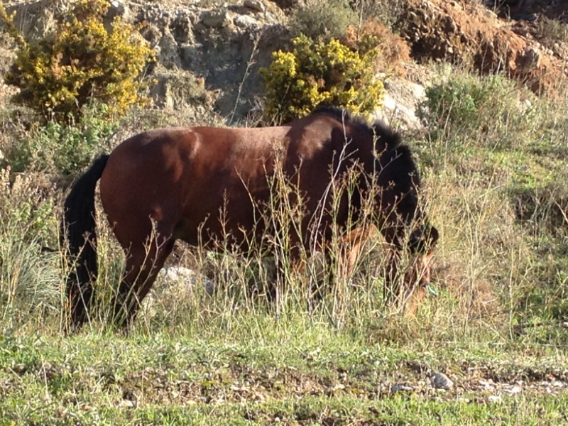3824 29-11 Horse