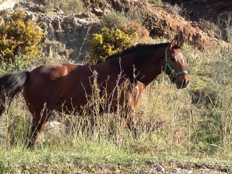 3825 29-11 Horse